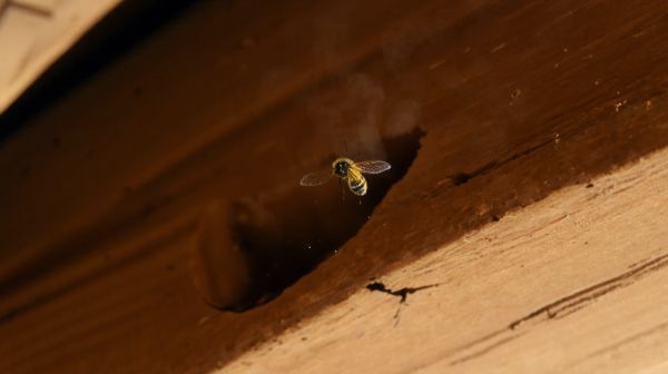 Top 5 stratégies pour protéger votre charpente des insectes xylophages